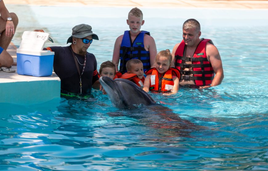 Dolphin and Sea Lion Show