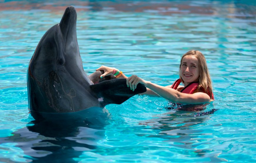 Dolphin and Sea Lion Show