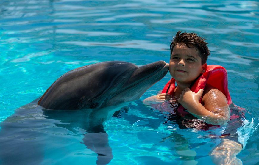 Dolphin and Sea Lion Show