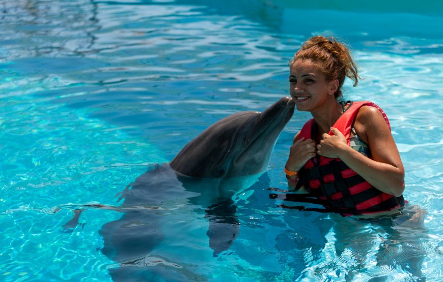 Dolphin and Sea Lion Show