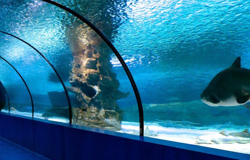 Tunnel Aquarium In Antalya