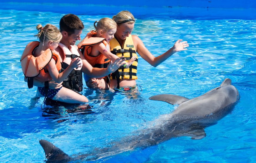 Dolphin and Sea Lion Show