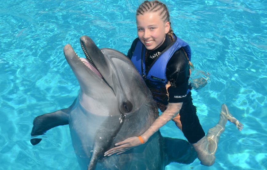 Dolphin and Sea Lion Show