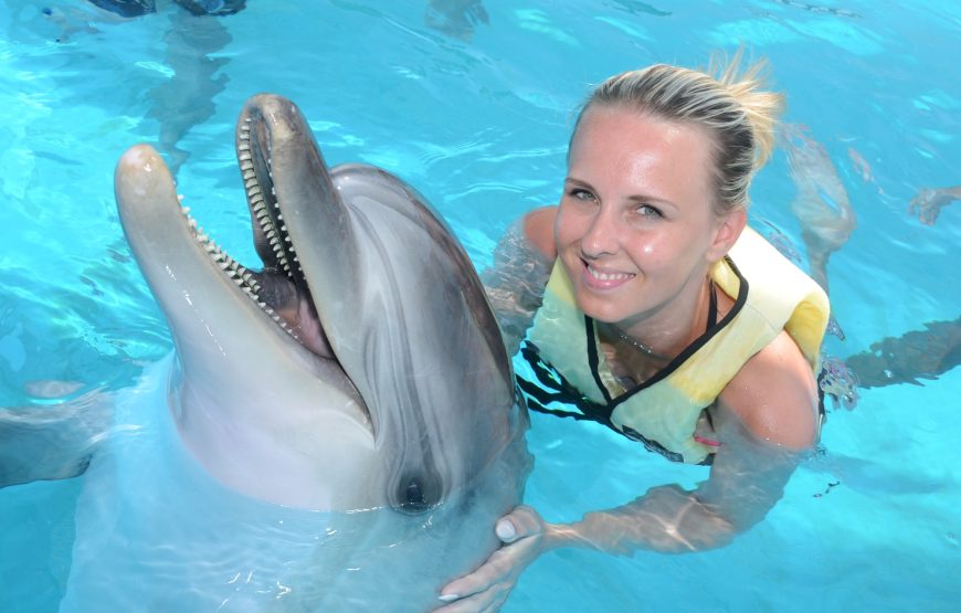 Dolphin and Sea Lion Show