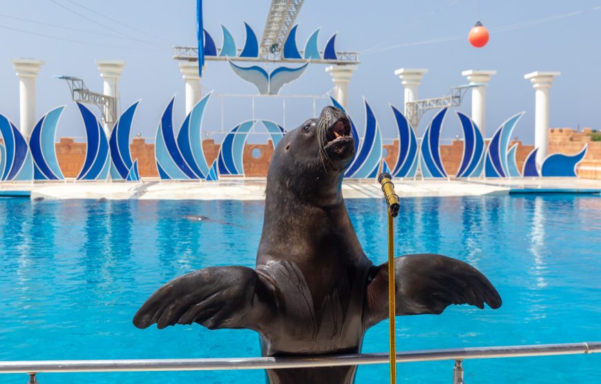 Dolphin and Sea Lion Show