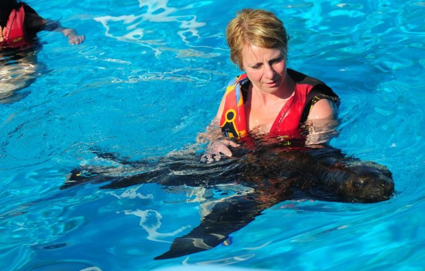 Dolphin and Sea Lion Show