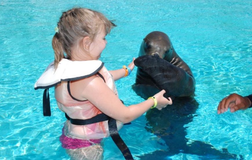 Dolphin and Sea Lion Show