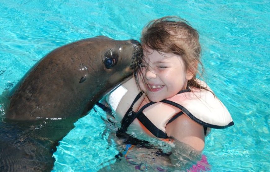 Dolphin and Sea Lion Show