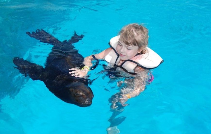 Dolphin and Sea Lion Show