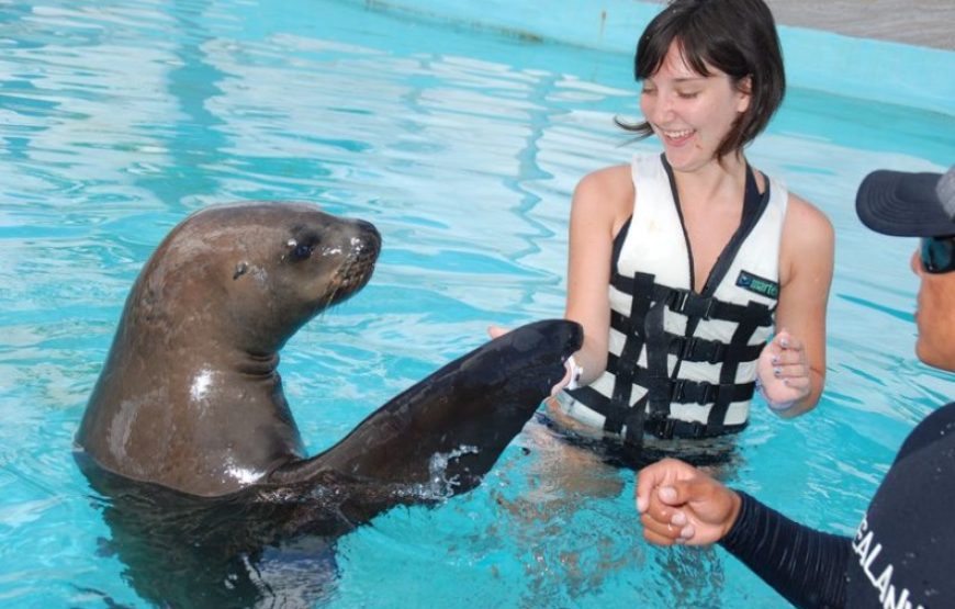 Dolphin and Sea Lion Show