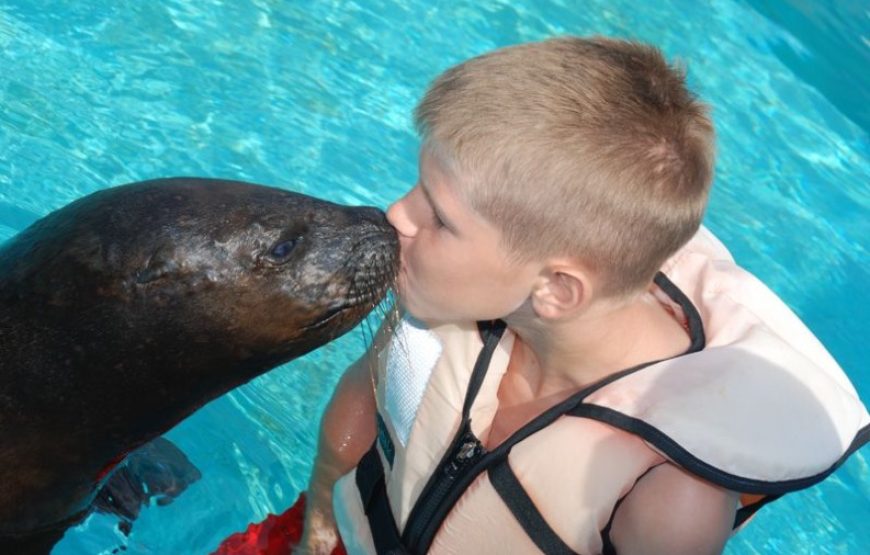 Dolphin and Sea Lion Show