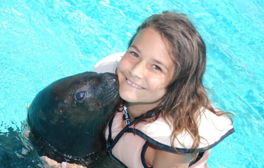 Dolphin and Sea Lion Show