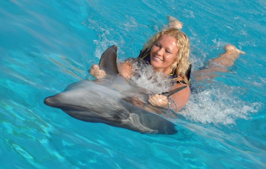 Dolphin and Sea Lion Show