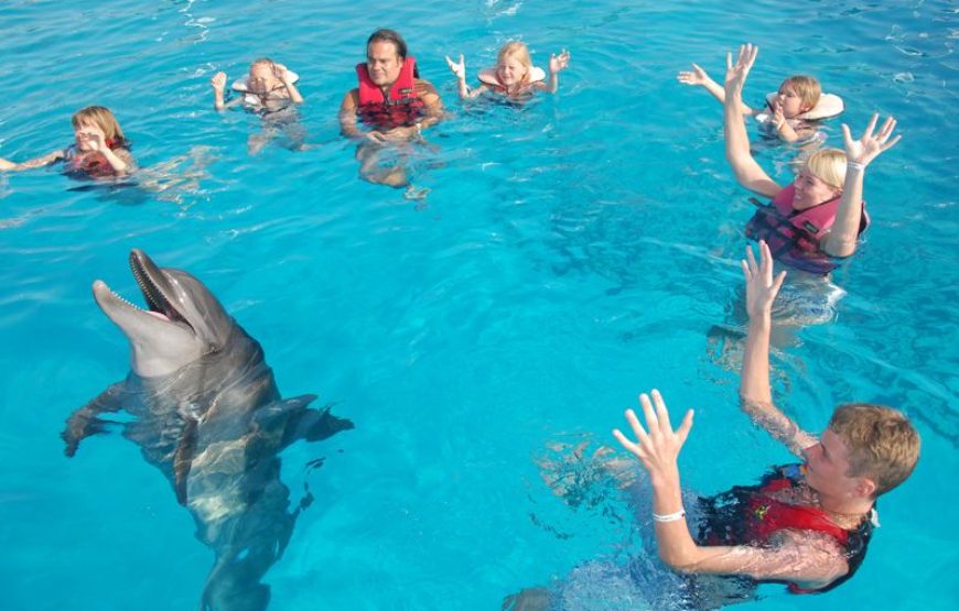 Dolphin and Sea Lion Show