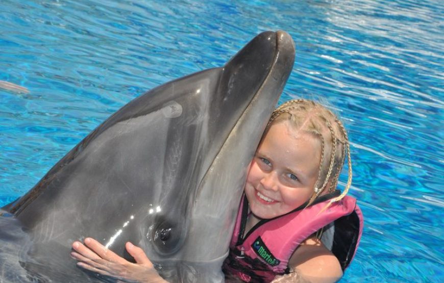 Dolphin and Sea Lion Show