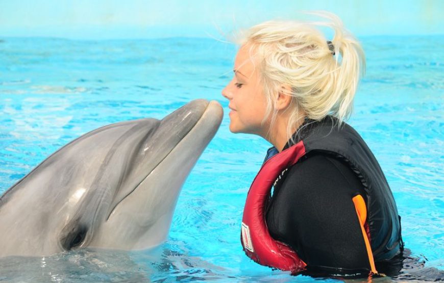 Dolphin and Sea Lion Show