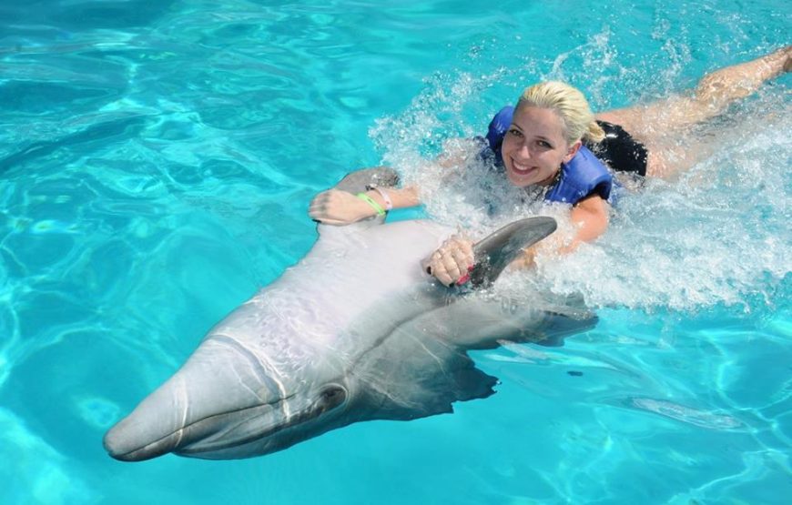 Dolphin and Sea Lion Show